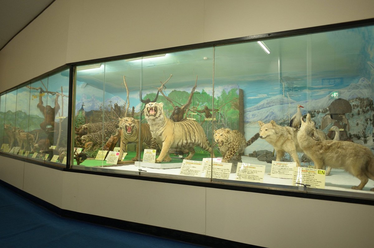 🏛️ 쓰야마 자연 신비관(쓰야마 시젠노 후시기칸) 이미지 9